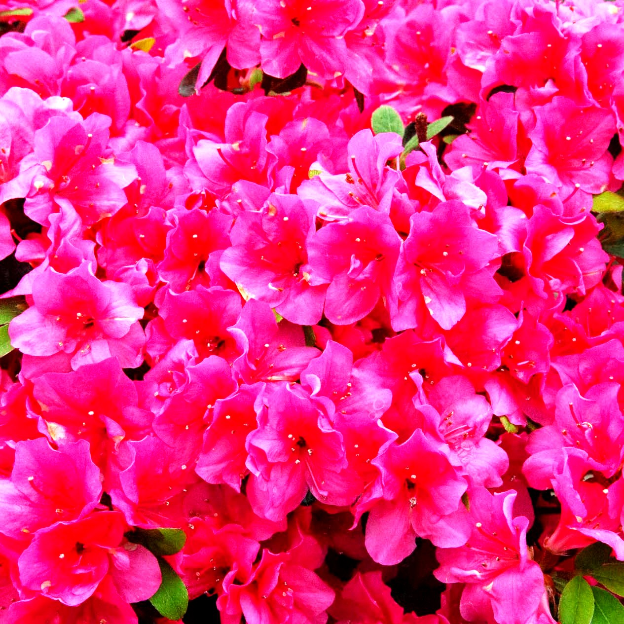 Japanische Azalee 'Canzonetta' (Rhododendron obt. III)