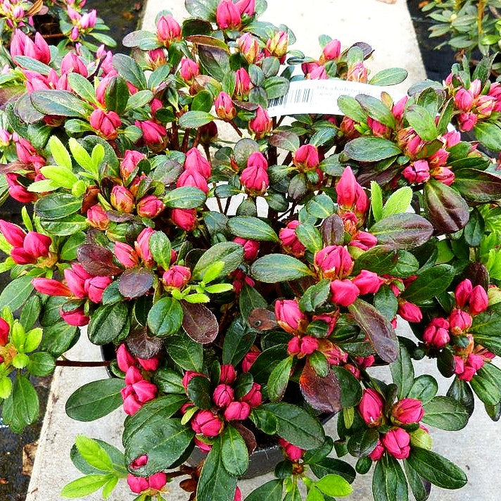 Japanische Azalee 'Canzonetta' (Rhododendron obt. III)