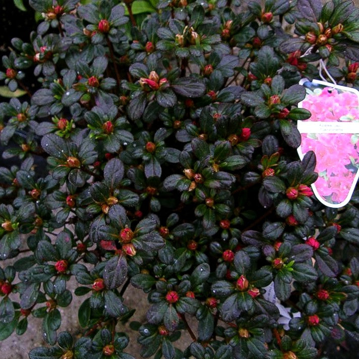 Japanische Azalee 'Canzonetta' (Rhododendron obt. III)