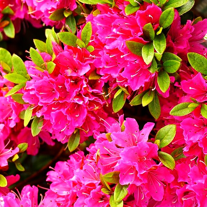 Japanische Azalee 'Diamant Rot' (Rhododendron obt. III)