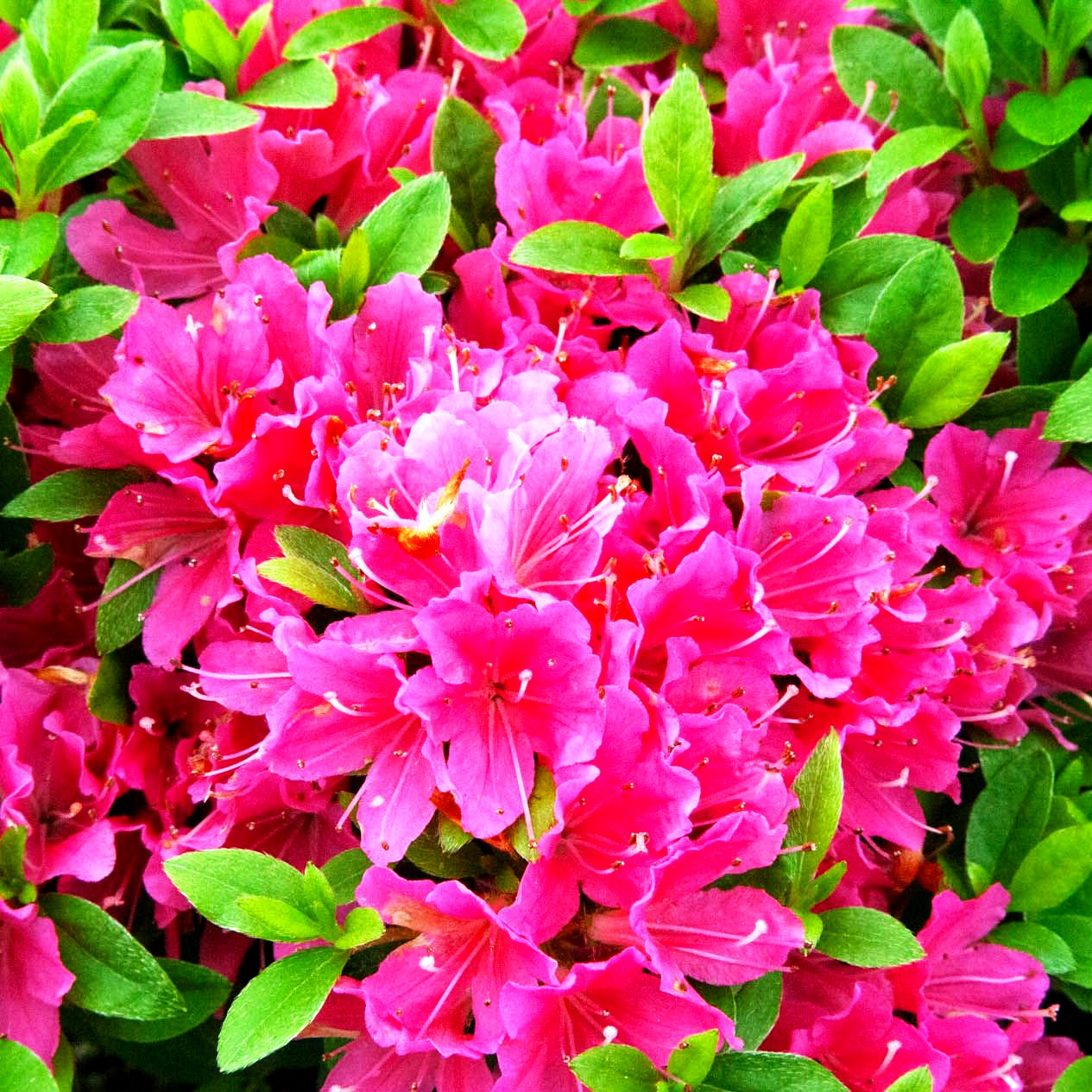 Japanische Azalee 'Diamant Rot' (Rhododendron obt. III)