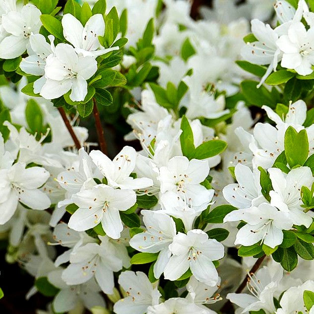 Japanische Azalee 'Diamant Weiß' (Rhododendron obt. III)