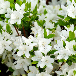 Japanische Azalee 'Diamant Weiß' (Rhododendron obt. III)