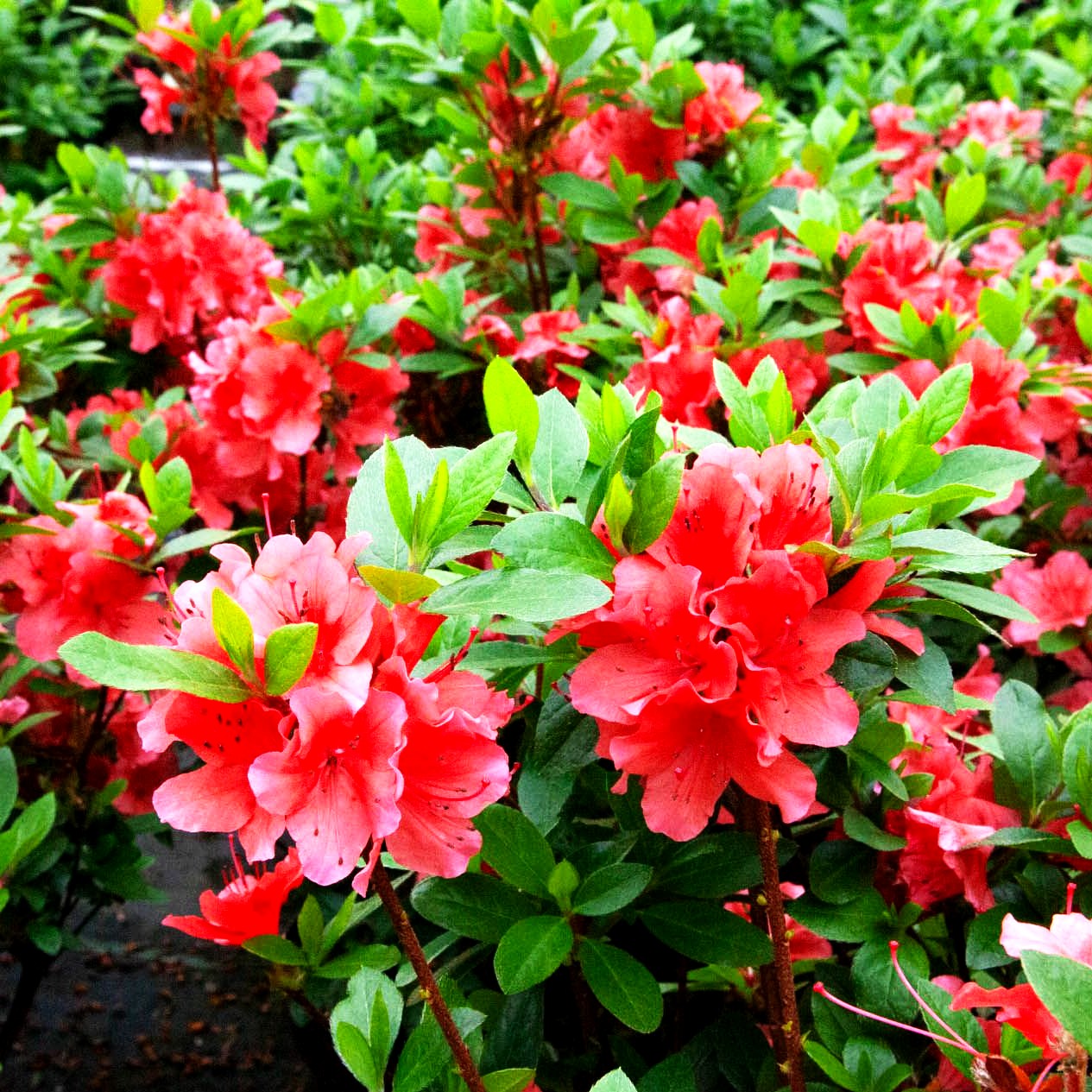 Japanische Azalee 'Geisha orange' (Rhododendron obt.)