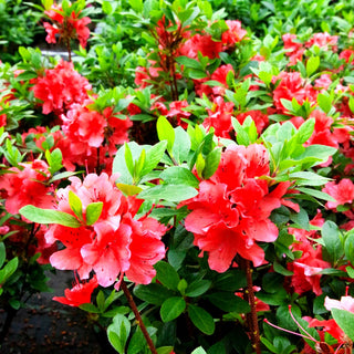 Japanische Azalee 'Geisha orange' (Rhododendron obt.)