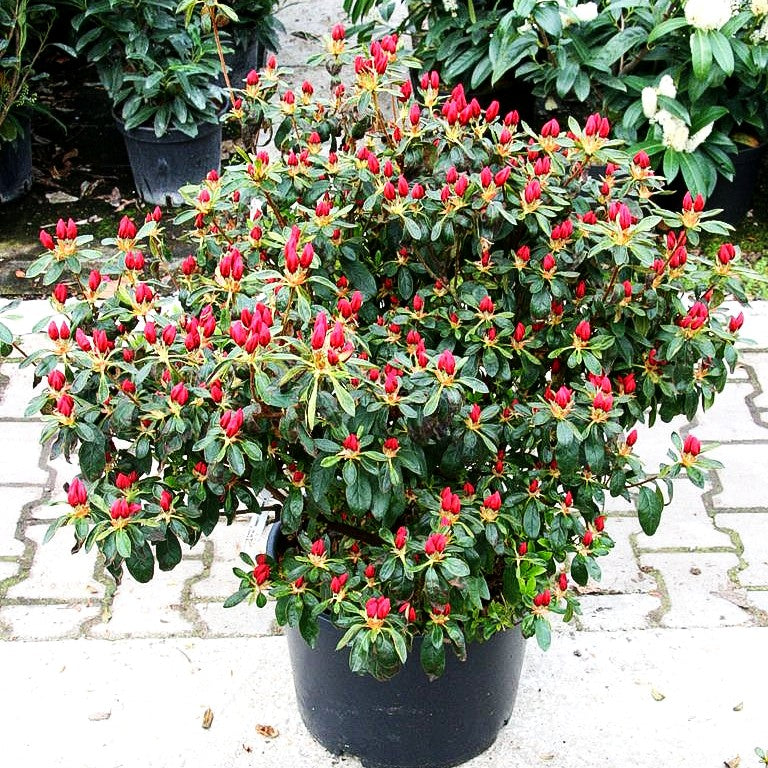 Japanische Azalee 'Georg Arends' (Rhododendron obt. II)
