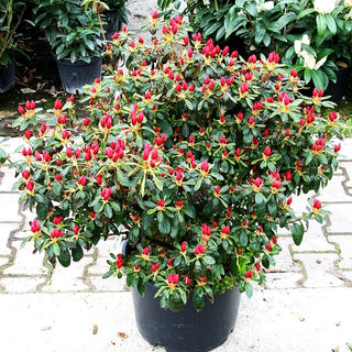 Japanische Azalee 'Georg Arends' (Rhododendron obt. II)