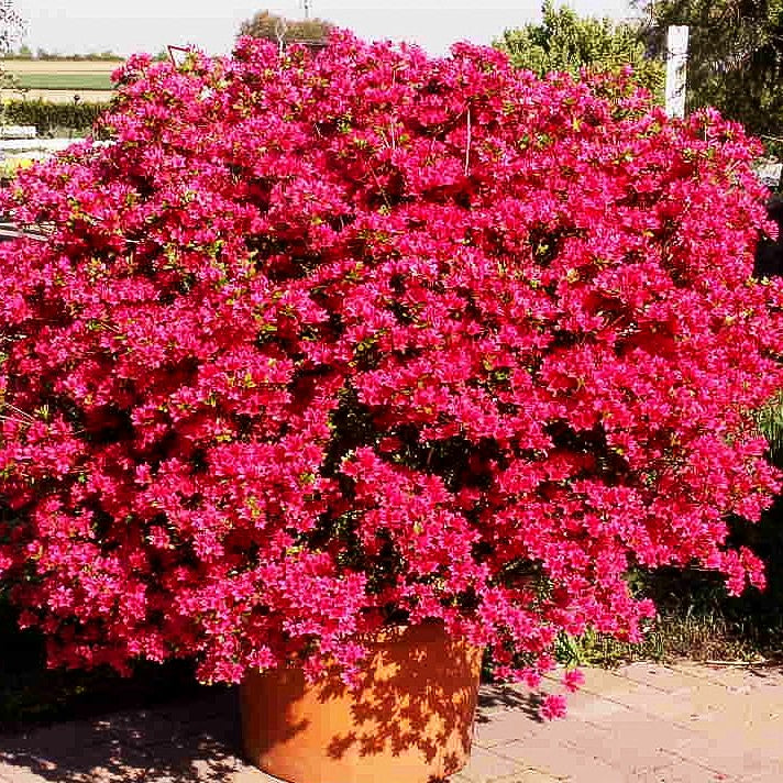 Japanische Azalee 'Hino-crimson' (Rhododendron obt. III)