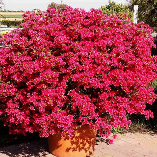 Japanische Azalee 'Hino-crimson' (Rhododendron obt. III)