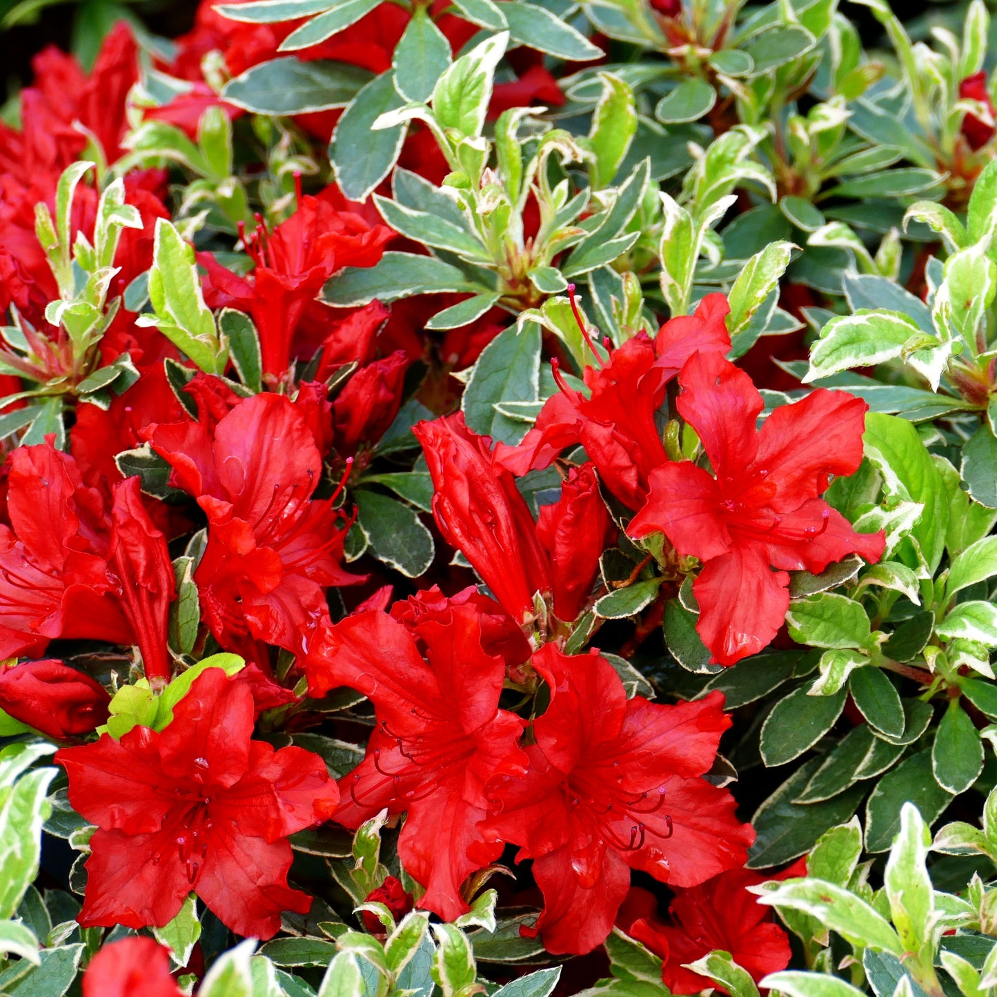 Japanische Azalee 'Hot Shot Variegated' (Rhododendron obt. III)