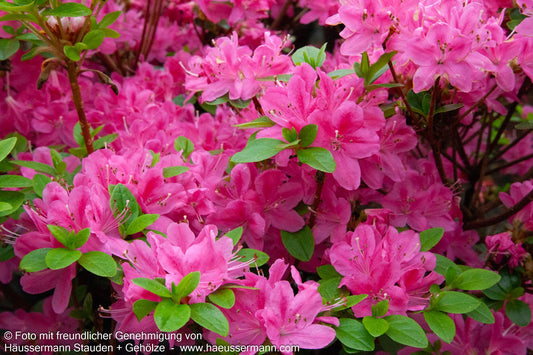 Japanische Azalee 'Kermesina' (Rhododendron obt. II)