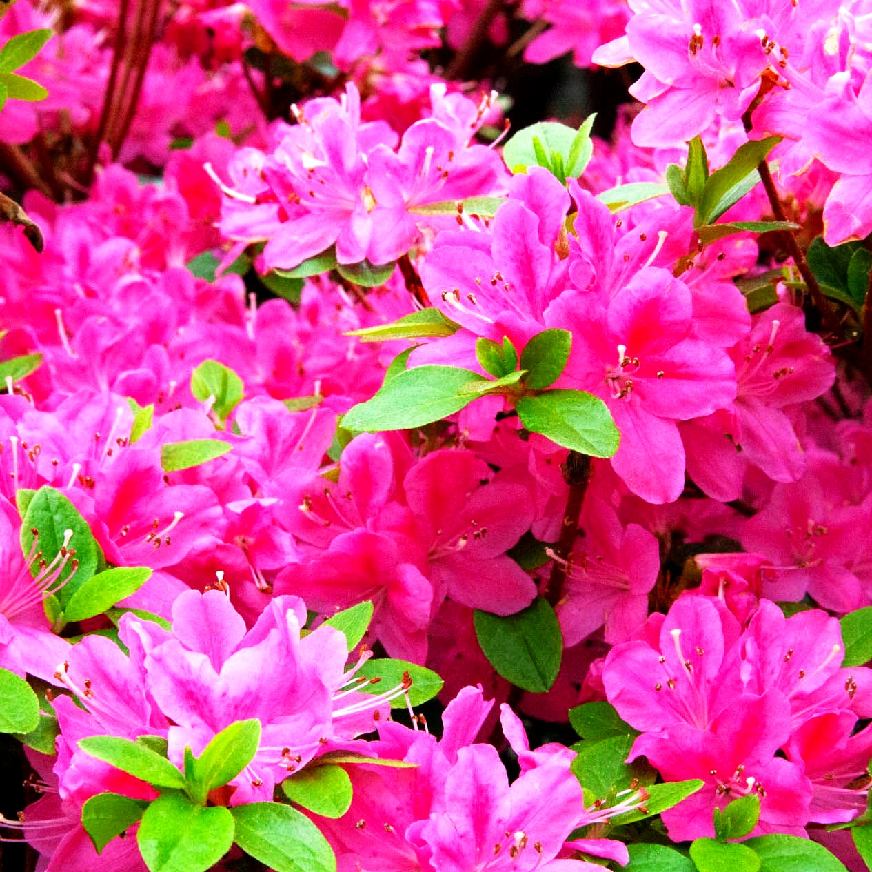 Japanische Azalee 'Kermesina' (Rhododendron obt. II)