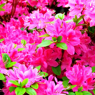 Japanische Azalee 'Kermesina' (Rhododendron obt. II)