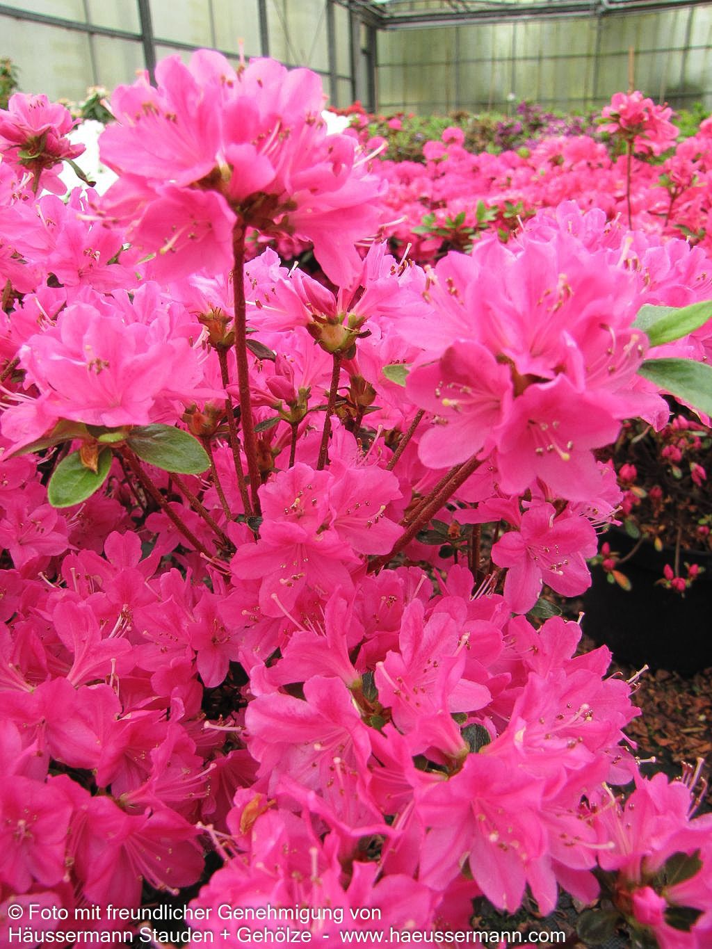 Japanische Azalee 'Kermesina' (Rhododendron obt. II)