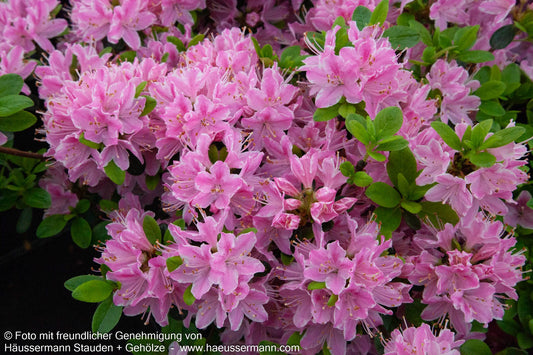 Japanische Azalee 'Kermesina Rose' (Rhododendron obt. II)