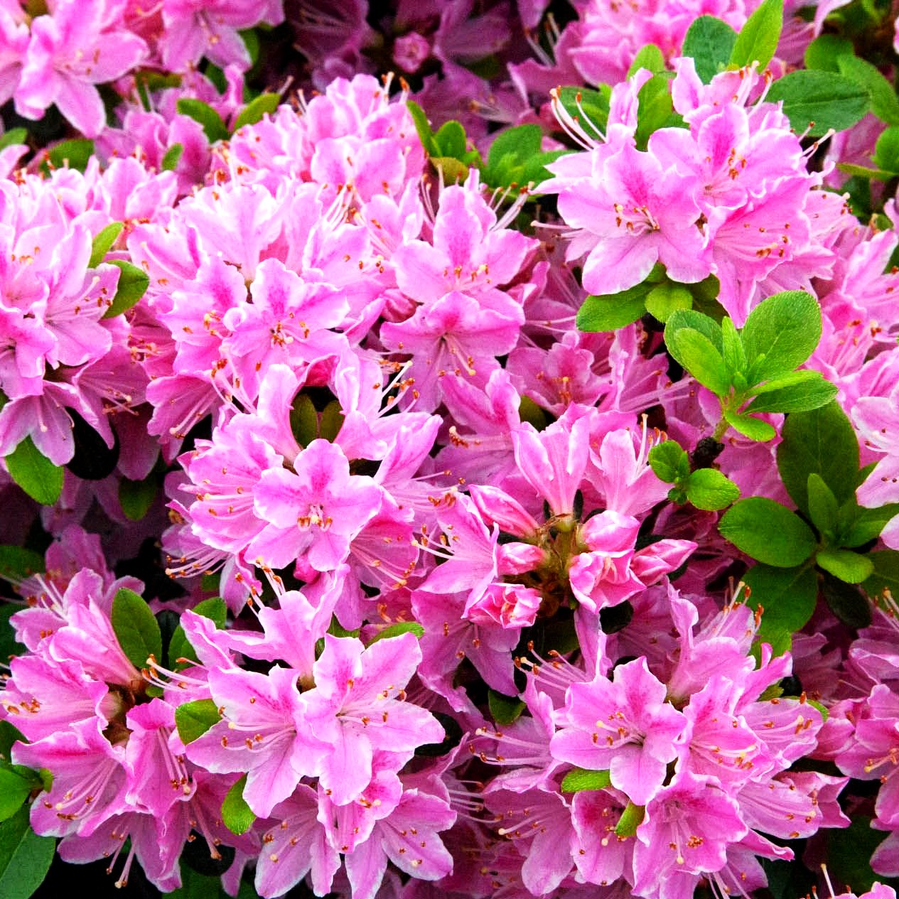 Japanische Azalee 'Kermesina Rose' (Rhododendron obt. II)
