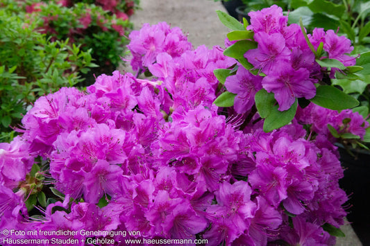 Japanische Azalee 'Königstein' (Rhododendron obt. III)