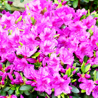 Japanische Azalee 'Königstein' (Rhododendron obt. III)