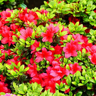 Japanische Azalee 'Little Red' (Rhododendron obt. II)