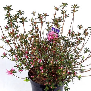 Japanische Azalee 'Madame Albert v.Hecke' (Rhododendron obt. III)