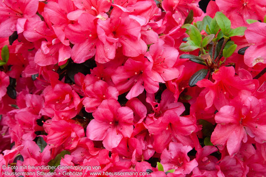 Japanische Azalee 'Maruschka' (Rhododendron obt. III)