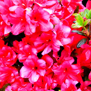 Japanische Azalee 'Maruschka' (Rhododendron obt. III)