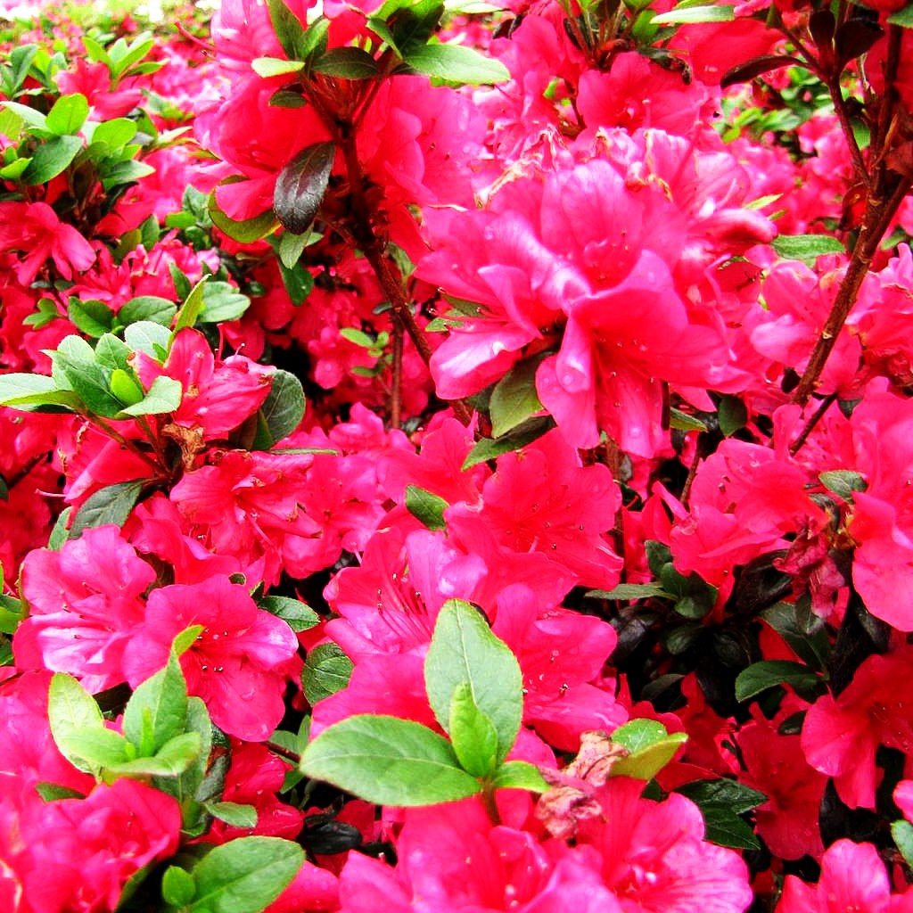 Japanische Azalee 'Maruschka' (Rhododendron obt. III)