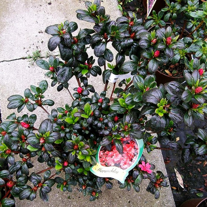 Japanische Azalee 'Maruschka' (Rhododendron obt. III)