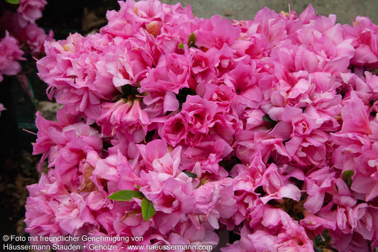 Japanische Azalee 'Melina' (Rhododendron obt. III)