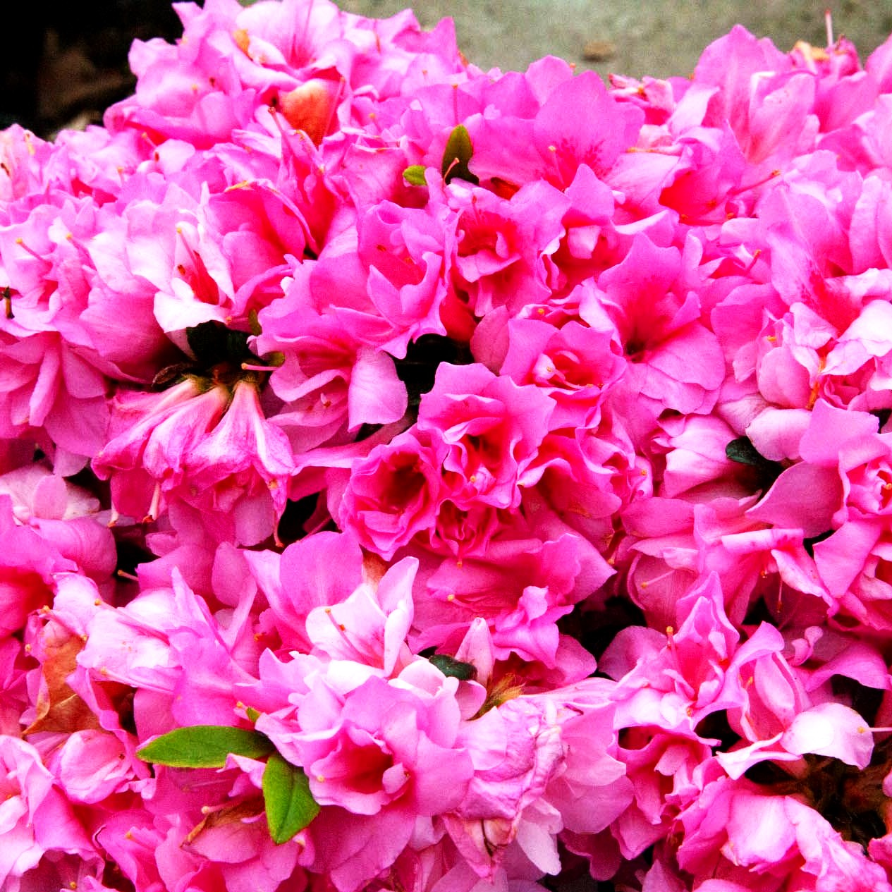 Japanische Azalee 'Melina' (Rhododendron obt. III)