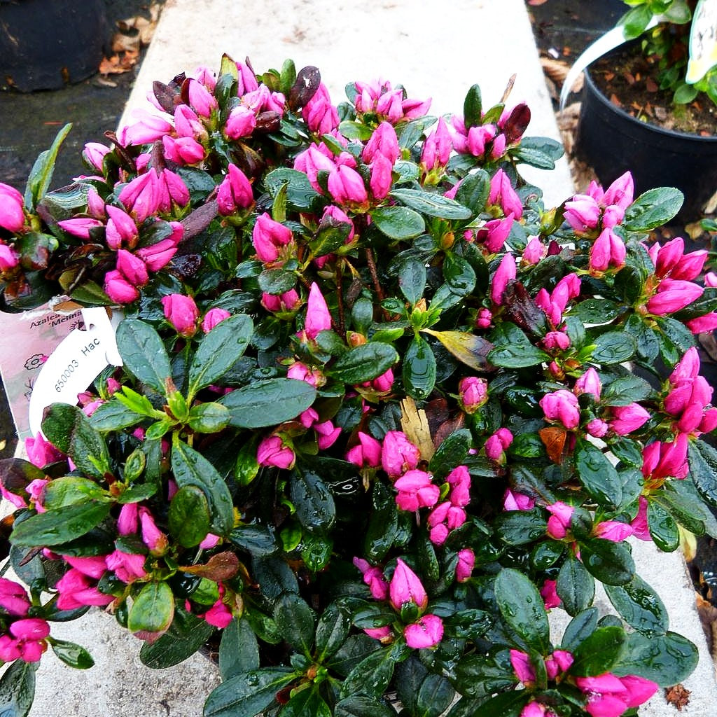 Japanische Azalee 'Melina' (Rhododendron obt. III)