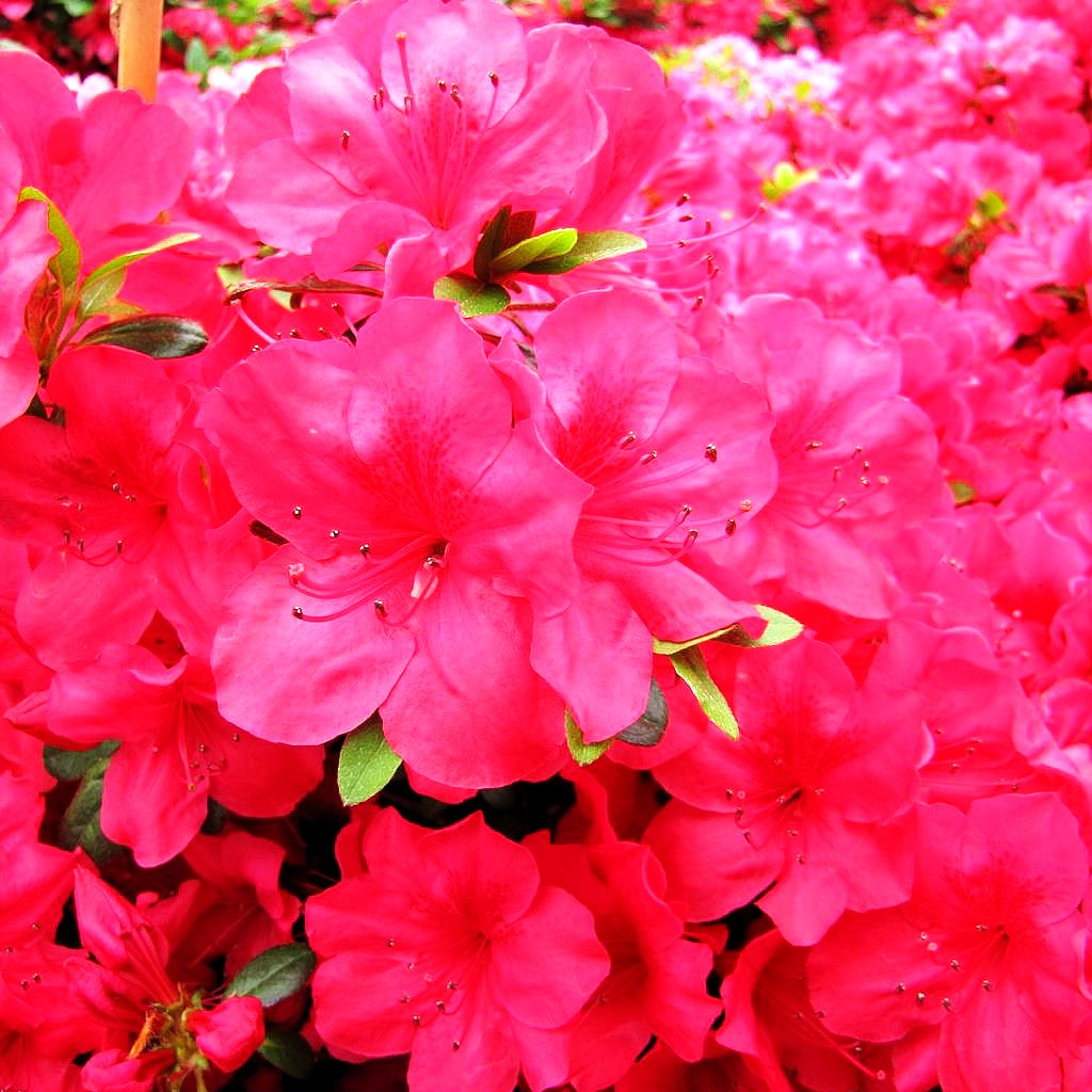 Japanische Azalee 'Muttertag' (Rhododendron obt. II)