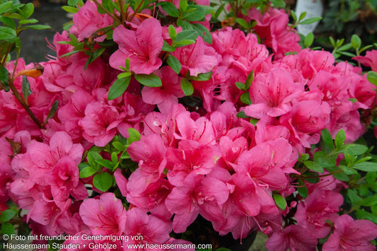 Japanische Azalee 'Purpurkissen' (Rhododendron obt. III)