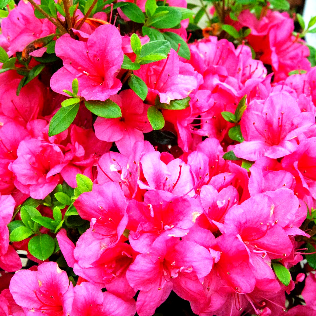 Japanische Azalee 'Purpurkissen' (Rhododendron obt. III)