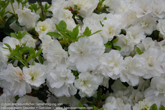 Japanische Azalee 'Schneeperle' (Rhododendron obt. III)