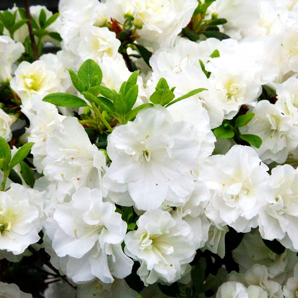 Japanische Azalee 'Schneeperle' (Rhododendron obt. III)