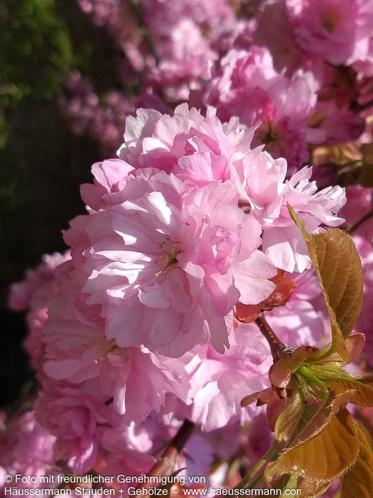 Japanische Blüten-Kirsche 'Kanzan' (Prunus serrulata)