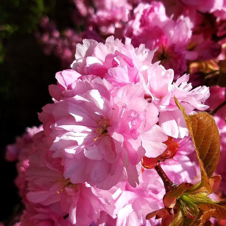 Japanische Blüten-Kirsche 'Kanzan' (Prunus serrulata)