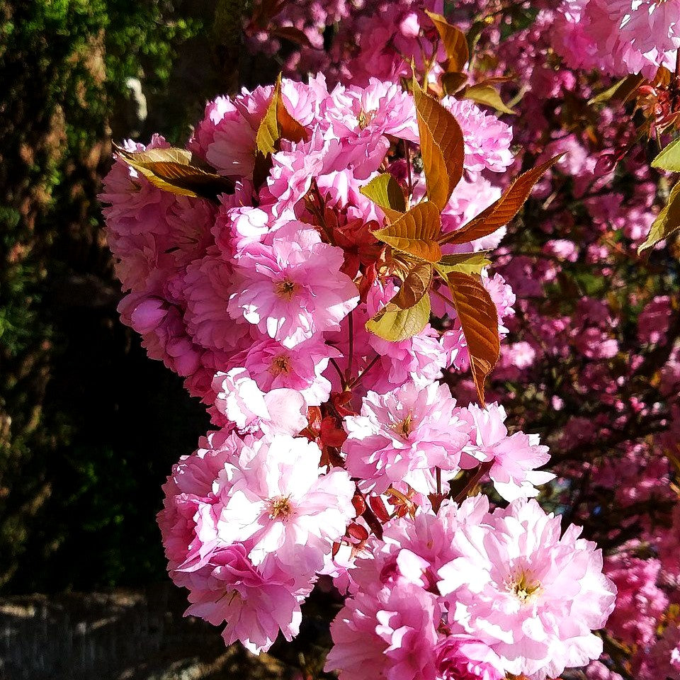 Japanische Blüten-Kirsche 'Kanzan' (Prunus serrulata)