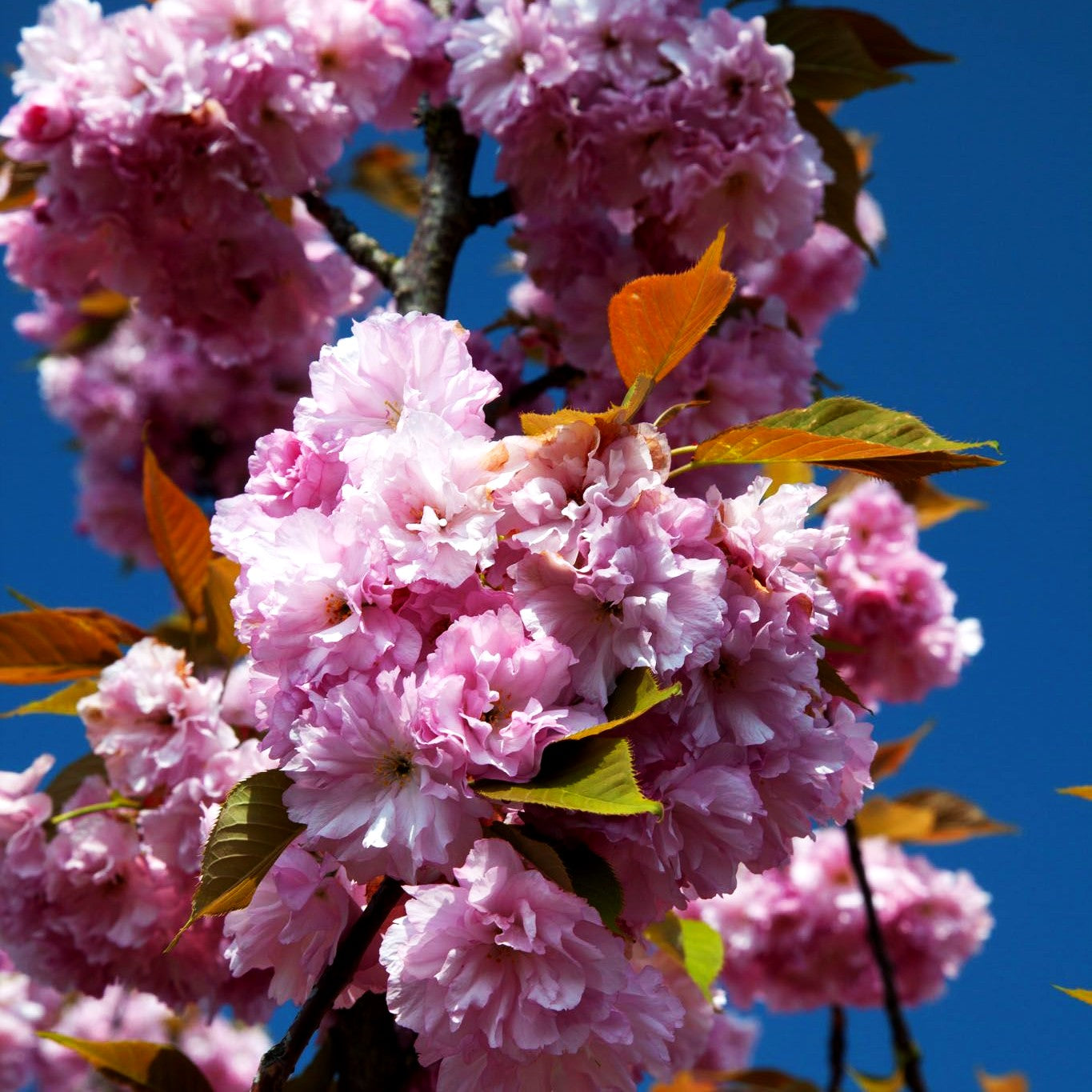 Japanische Blüten-Kirsche 'Kanzan' (Prunus serrulata)