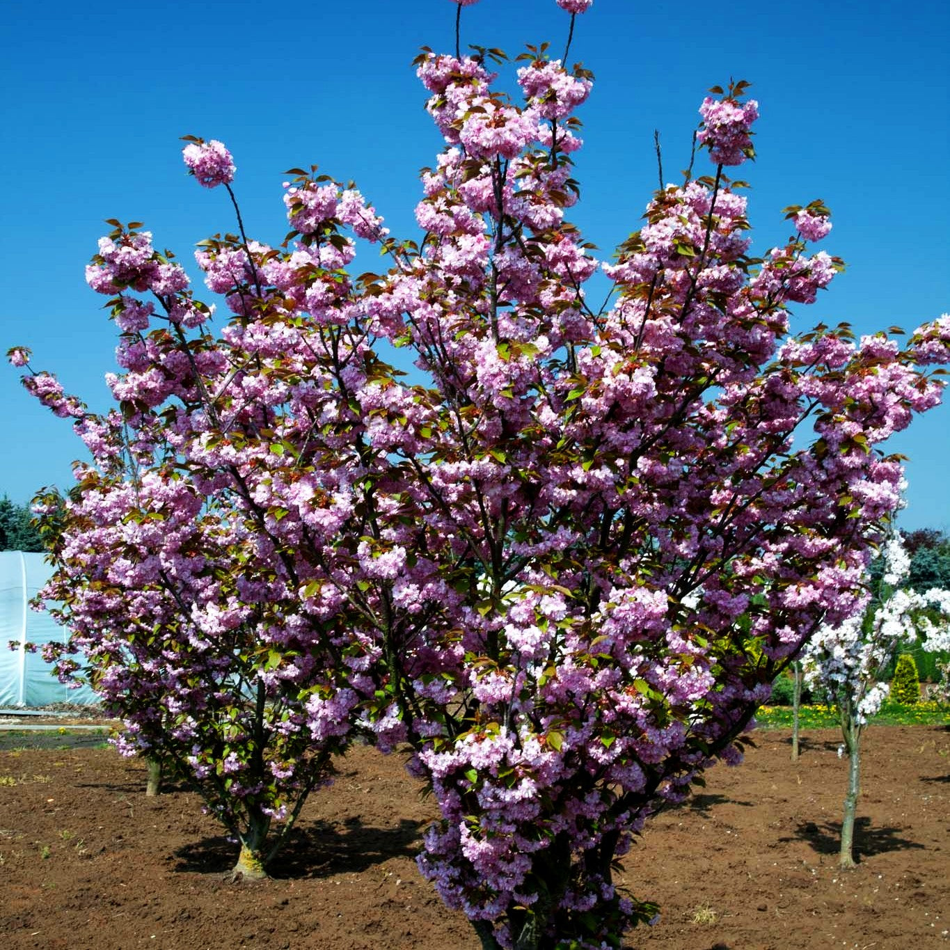 Japanische Blüten-Kirsche 'Kanzan' (Prunus serrulata)