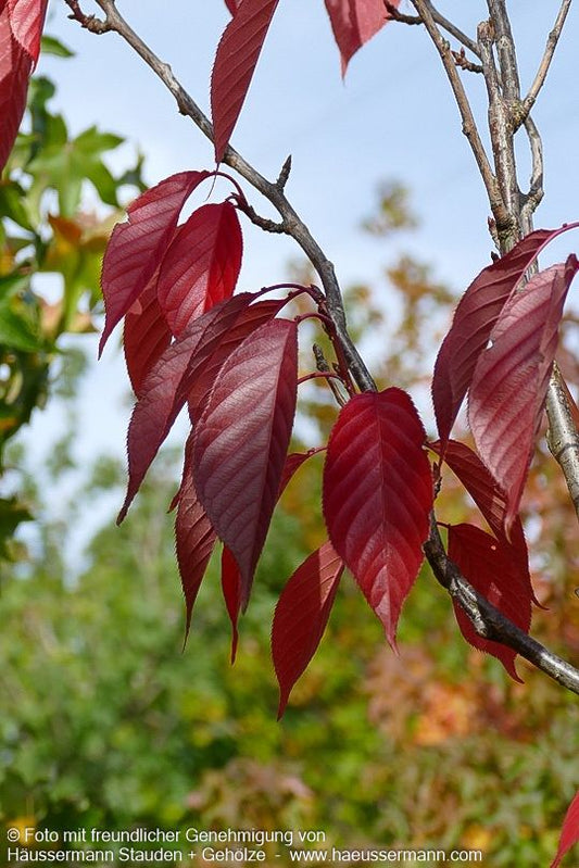 Japanische Blüten-Kirsche 'Royal Burgundy' (Prunus serrulata)