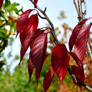 Japanische Blüten-Kirsche 'Royal Burgundy' (Prunus serrulata)