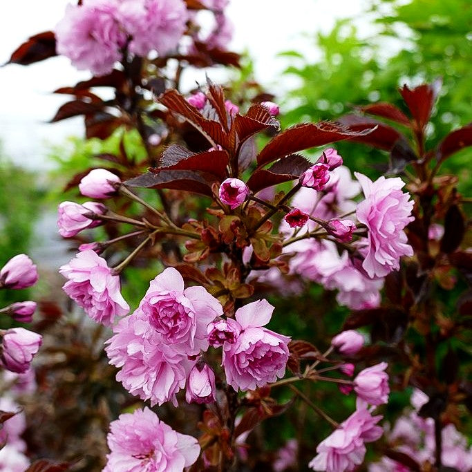 Japanische Blüten-Kirsche 'Royal Burgundy' (Prunus serrulata)