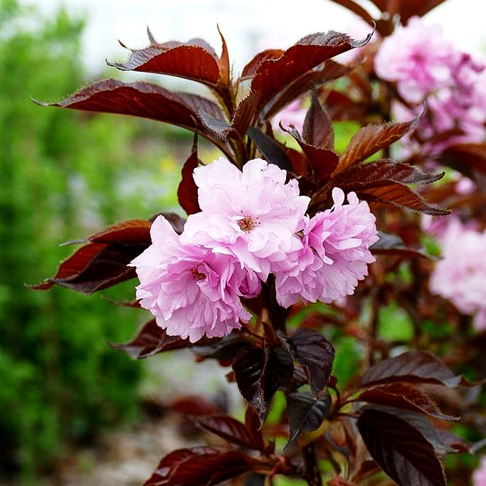 Japanische Blüten-Kirsche 'Royal Burgundy' (Prunus serrulata)