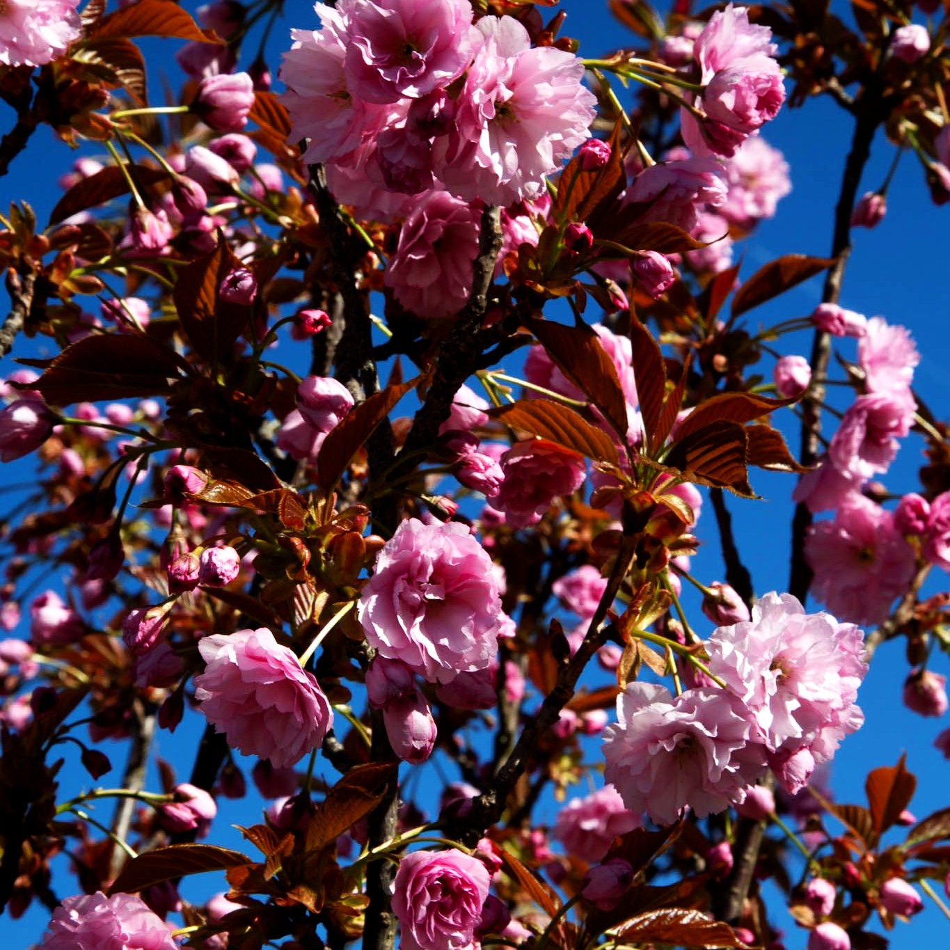 Japanische Blüten-Kirsche 'Royal Burgundy' (Prunus serrulata)