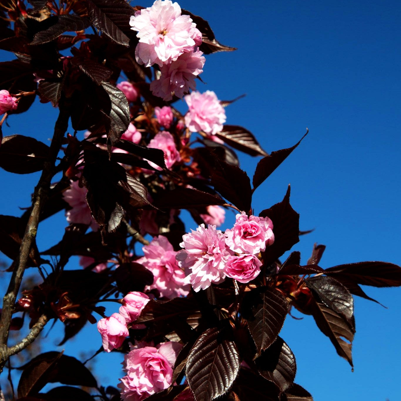 Japanische Blüten-Kirsche 'Royal Burgundy' (Prunus serrulata)