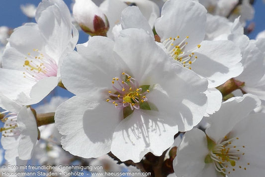 Japanische Blüten-Kirsche 'Royal Flame' (Prunus serrulata)