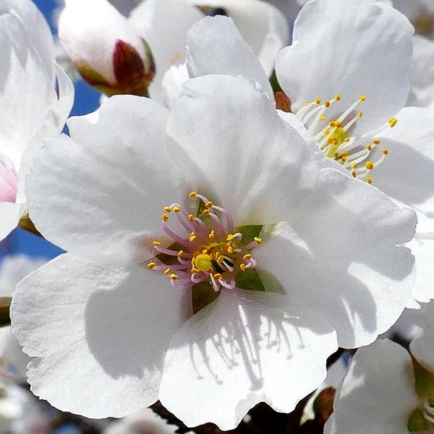 Japanische Blüten-Kirsche 'Royal Flame' (Prunus serrulata)