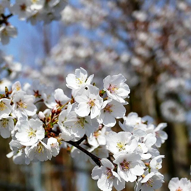 Japanische Blüten-Kirsche 'Royal Flame' (Prunus serrulata)